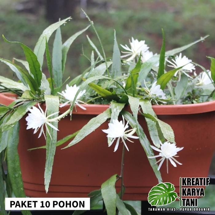 Tanaman Wijaya Kusuma - Tanaman Hias Wijaya Kusuma Putih