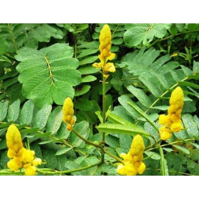 

Daun ketepeng organik berat 100g untuk obat herbal