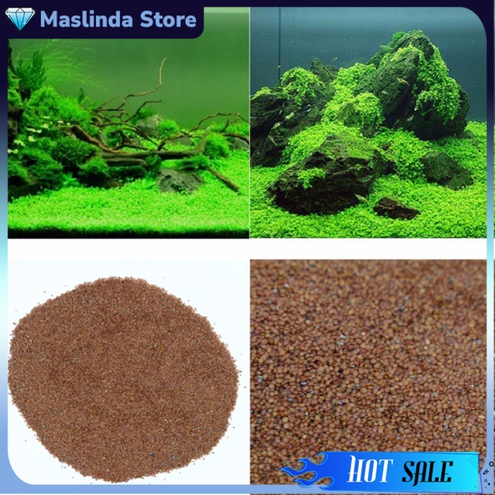 Bibit Tanaman Air Hias Biji Rumput Akuarium Hidup Rumput Air Dekorasi Aquarium Landscape Ornament
