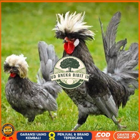 

Telur ayam poland / telur ayam hias / telur fertil siap cod UD ANEKA BIBIT ID
