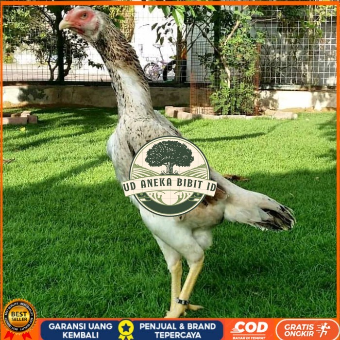 

Telur ayam bangkok shamo jepang / ayam petarung aduan bisa ditetaskan UD ANEKA BIBIT ID