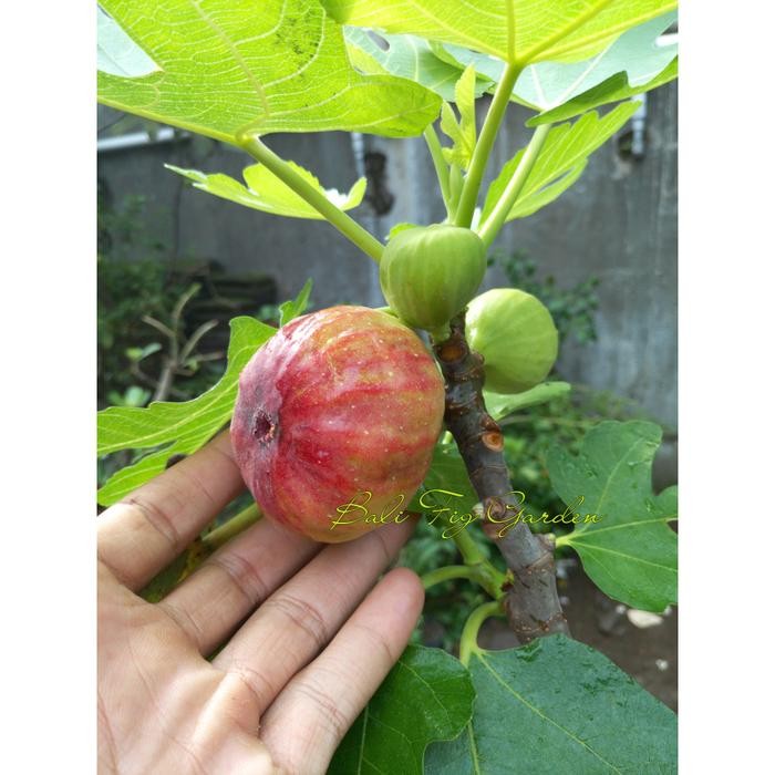 Bibit Pohon Tin Red Palestine Khurtmani