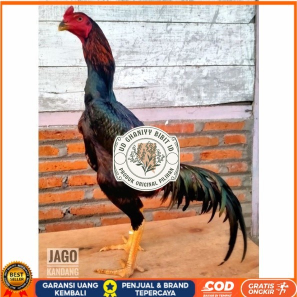 

Telur ayam bangkok shamo taiwan / ayam petarung aduan untuk ditetaskan UD GHANIYY BIBIT ID