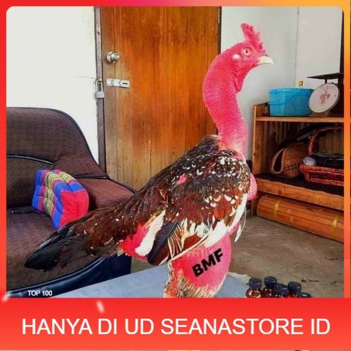 

telur ayam petarung saigon fertil siap ditetaskan - ayam saigon UD SEANASTORE ID
