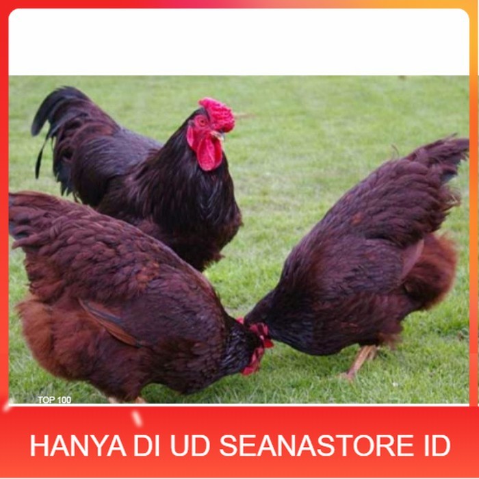 

Telur ayam hias rodhe island fertil asli siap ditetaskan - rodhe island UD SEANASTORE ID