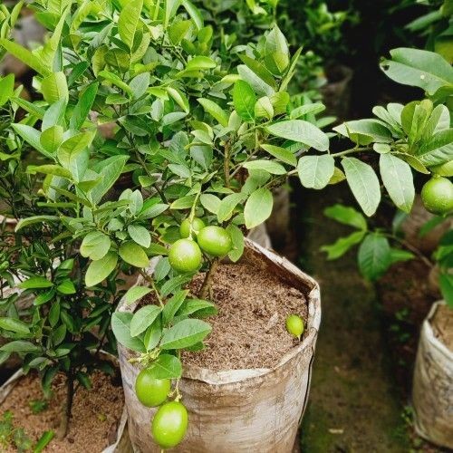 Bibit Tanaman Buah Jeruk Nipis / Jeruk Pecel Cangkok Cepat Berbuah