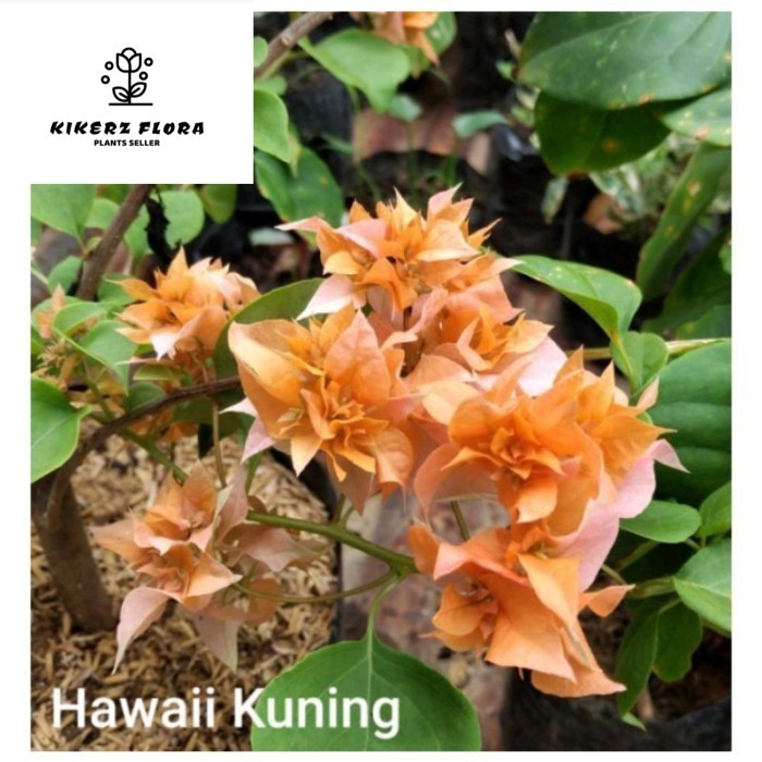 TANAMAN HIAS BUGENVIL BUNGA KERTAS//HAWAI KUNING ( Bisa COD )