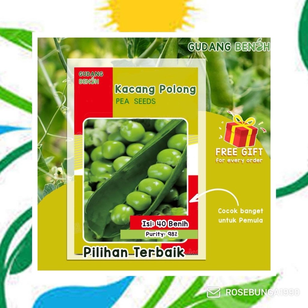 Benih  Kacang Polong Berkualitas Isi 40 Benih (kemasan asli)
