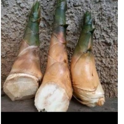 

Rbung bambu kuning atasi lipr