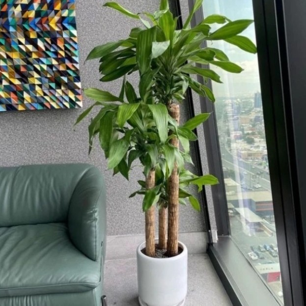 

Tanaman Hias Indor Hanjuang Hijau isi 3 batang / pohon bonsai andong hanjuang