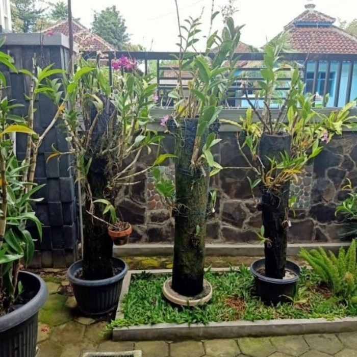 

KHO Media Tanam Pohon Pakis Batang 1 Meter