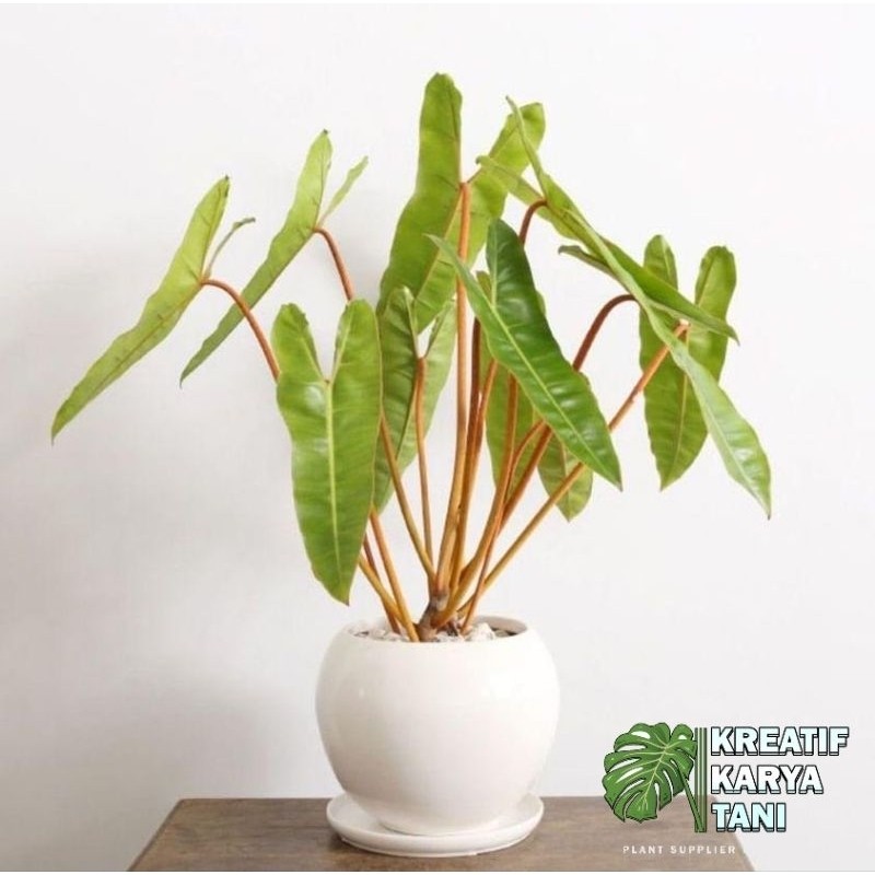 Tanaman hias philodendron bilitiae kabel busi - Philodendron kabel busi original