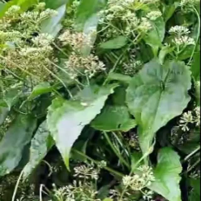 

daun sembung rambat 500gram YL