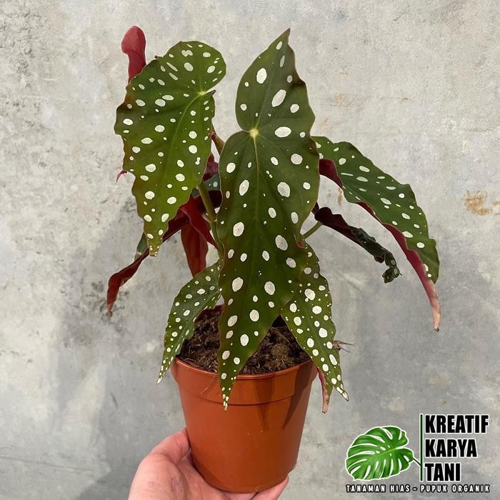 

Tanaman hias begonia polkadot - Tanaman begonia maculata
