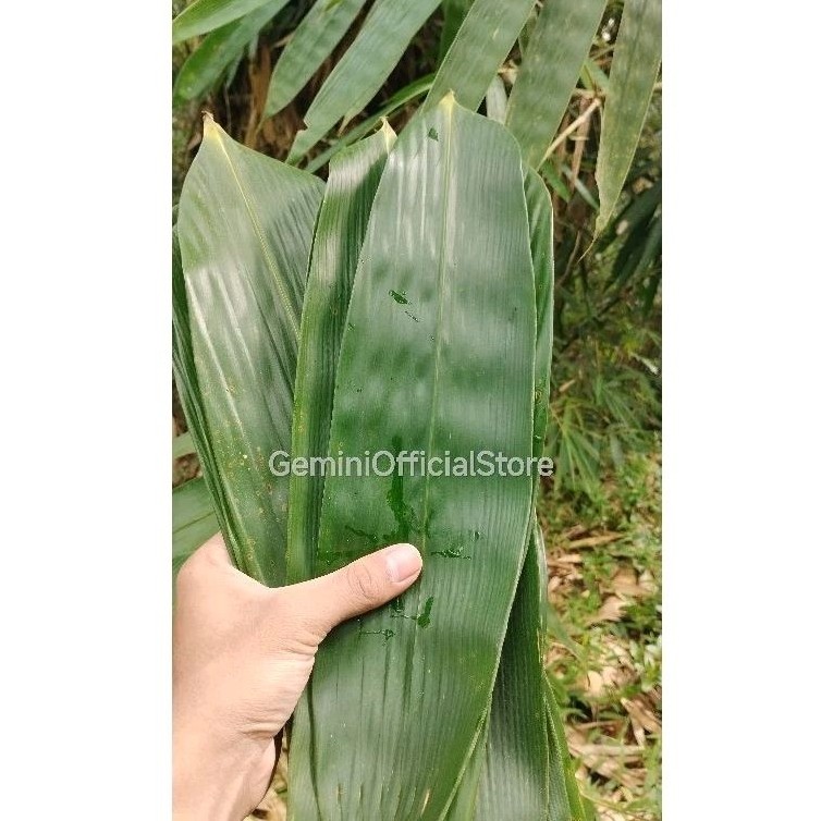 

500 gram daun bambu jumbo/daun bambo jumboo bungkus bacang/bakcang Alam Herbal 28
