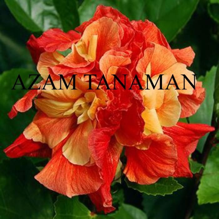 Tanaman Hias Bunga Sepatu Hibiscus Orange Kering Tumpuk/Pohon Kembang