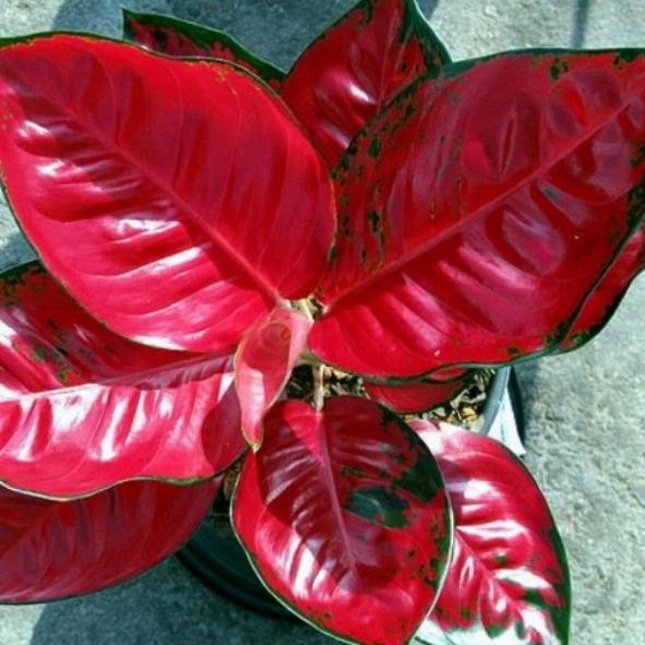aglonema red anjani tanaman+pot tawon putih Siap pajang