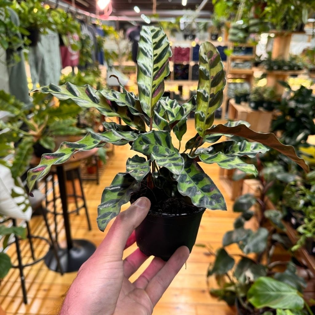 

Calathea Lancifolia -Tanaman Hias bulu ayam