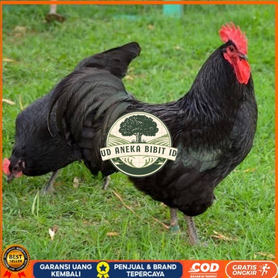 

Telur ayam black australorp / telur ayam hias / telur fertil siapkirim UD ANEKA BIBIT ID