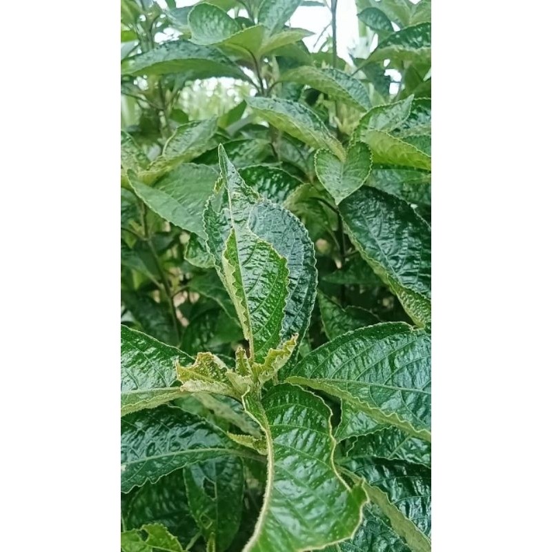 

jual 200 lembar daun pecah beling/keji beling segar R. M