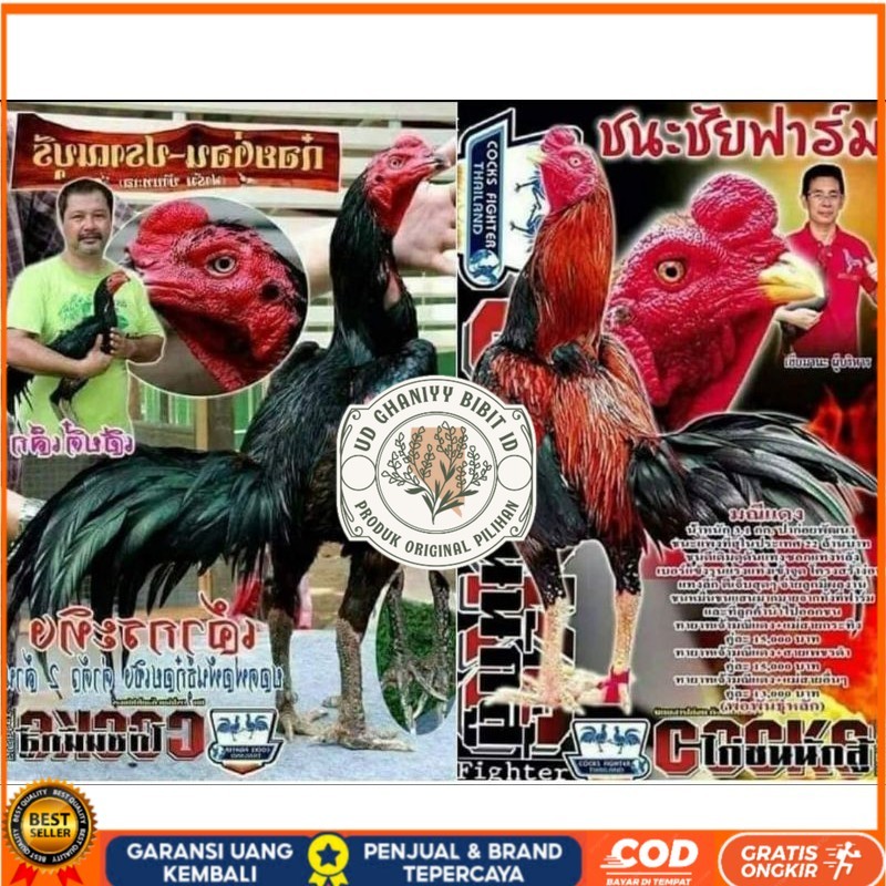 

Telur fertil pakhoy trah maneedaeng x blackbull x black rose x durian x payabod x jimmywhite x 17yok / khoyngon garansi fertil UD GHANIYY BIBIT ID
