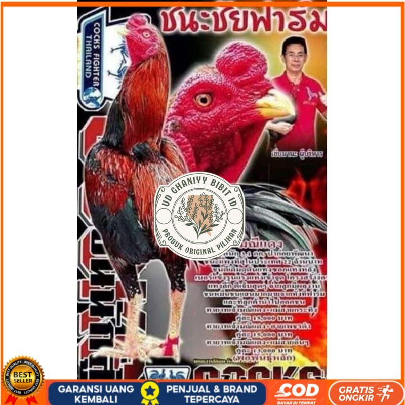 

Telur fertil ayam pakhoy trah maneedaeng / COD UD GHANIYY BIBIT ID