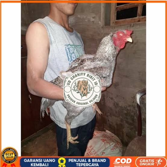 

Telur ayam gorila / gorilla jumbo siap ditetaskan UD GHANIYY BIBIT ID