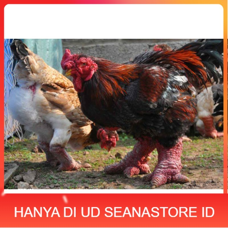 

TELUR AYAM DONG TAO / KAKI GAJAH DARI VIETNAM untuk di tetaskan UD SEANASTORE ID