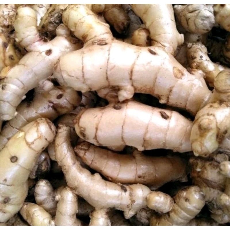 

. KUNYIT PUTIH PRES SEGAR PILIHAN UNTUK di ambil saat orderan masuk