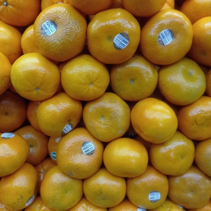

Jeruk tanpa biji afourer Australia | Promo Buah jeruk afourer seedless