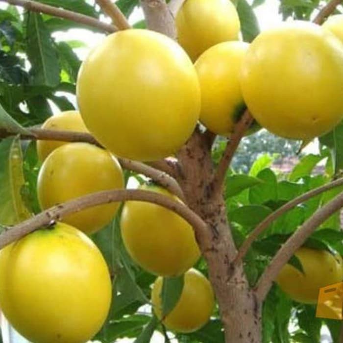 Bibit Sawo Abiu ( Sawo Australi )