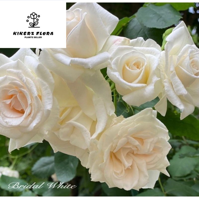 mawar putih Holland / white rose