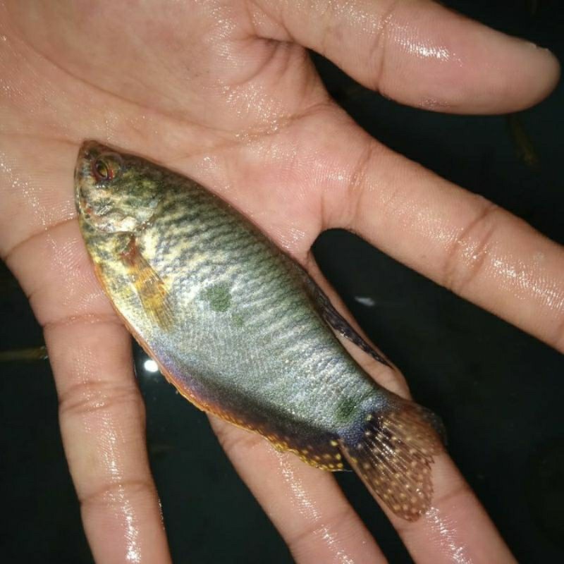 

Ikan Sepat Sawah Hidup