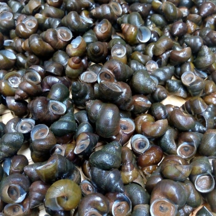 tutut hidup sawah keong sawah kreco keraca siput ciput segar presh