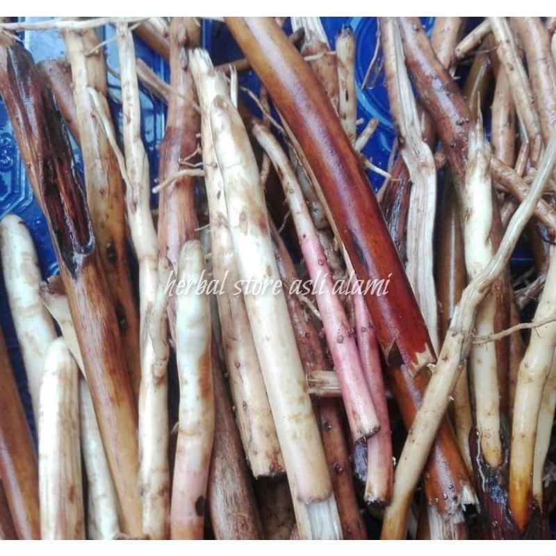 

herbal akar pinang/akar pohon pinang segar dan bersih #terlaris