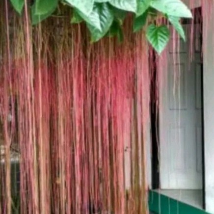 tanaman hias CURTAIN IVY akar gantung