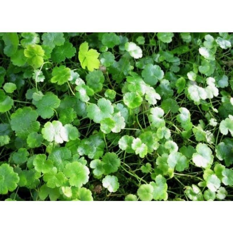 bibit semanggi gunung patikim fresh