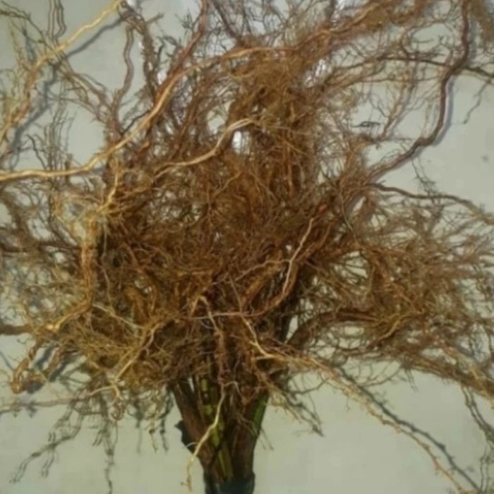 

akar harendong bulu isi 10 batang