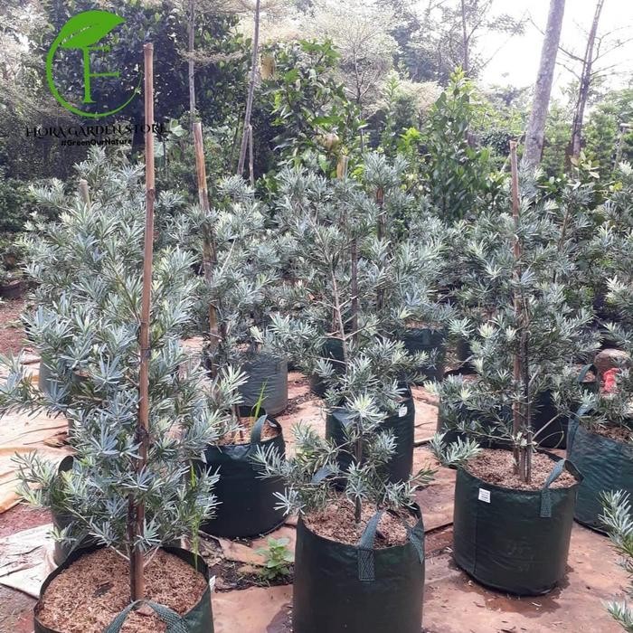 Tanaman Hias Lohansung Silver - Pohon Lohansung Silver Blue Ice - Lohansung - 50-70 Cm