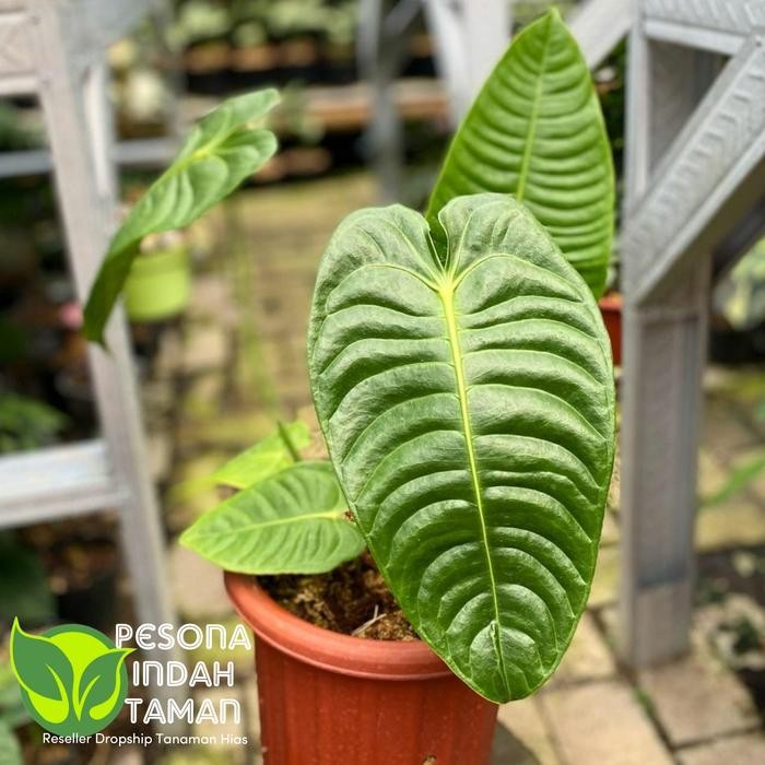 Tanaman hias anthurium veitchii - Anthurium Veitchii - Anthurium