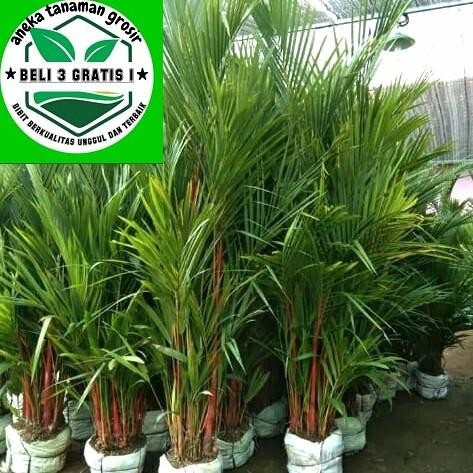 Palem Merah Tinggi 1 meter Lebih