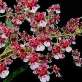 ANGGREK ONCIDIUM DEWASA SIAP ERBUNGA PRA LAK - ANGGREK ONCIDIUM DEWASA
