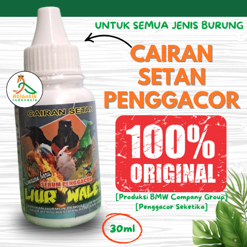 BMW Cairan Setan Liur Walet Suplemen Vitamin Penggacor burung