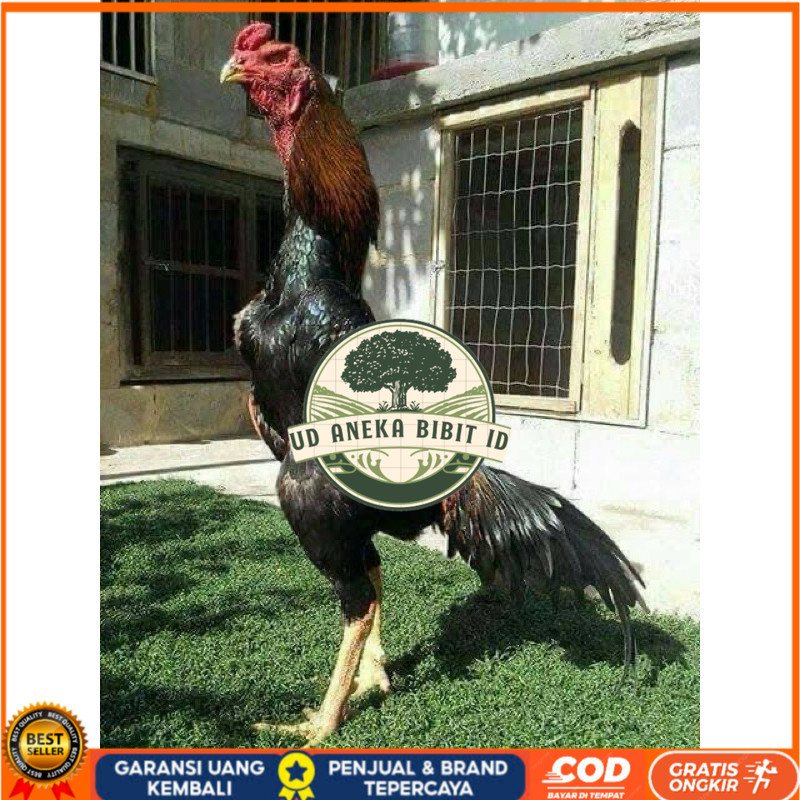 

TELUR FERTIL AYAM SHAMO JEPANG UNTUK DI TETASKAN UD ANEKA BIBIT ID