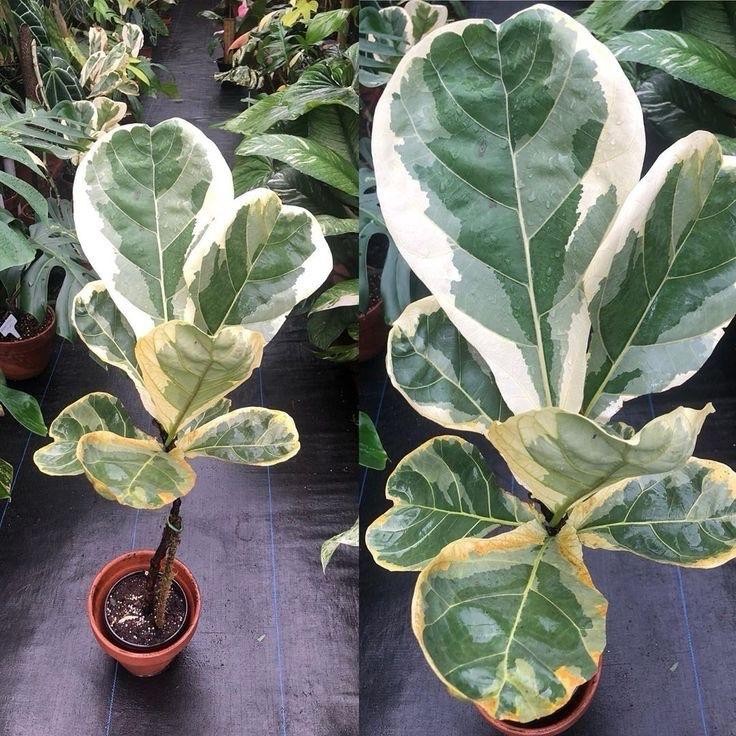 Tanaman Hias Ketapang Biola Variegata - Ketapang Biola Varigata