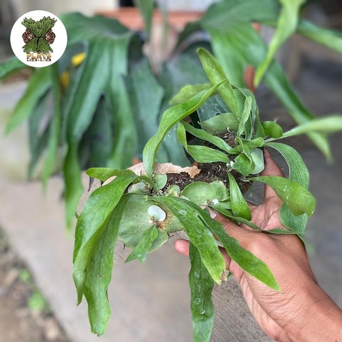 Platycerium Maserati anakan