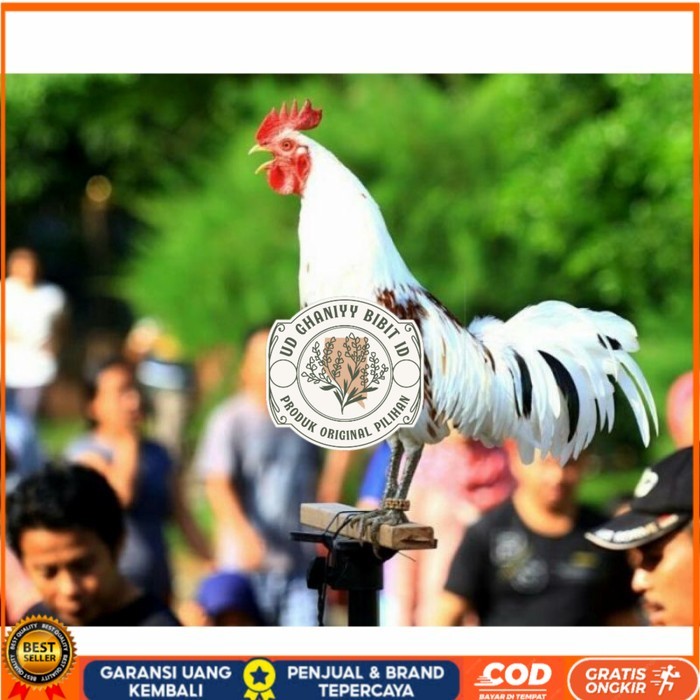 

Telur ayam ketawa dangdut slow gretek fertil asli siap ditetaskan UD GHANIYY BIBIT ID