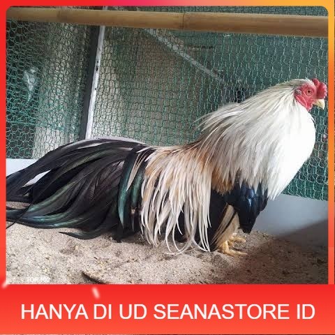 

Telur ayam hias ga tre than chau fertil bisa ditetaskan Langsung UD SEANASTORE ID
