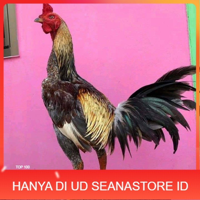 

Telur ayam bangkok pama mangon petarung fertil untuk ditetaskan UD SEANASTORE ID