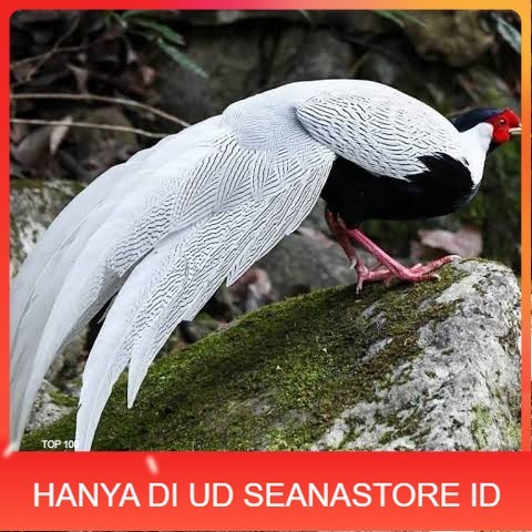 

Telur ayam hias ringneck silver pheasant fertil siap ditetaskan UD SEANASTORE ID